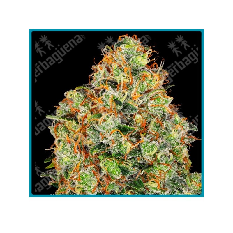 Sweet tangerine tango auto ( OG kush x Girl Scout cookies x Face off og kush x ruderalis ) de Sensi seeds