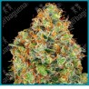 Sweet tangerine tango auto ( OG kush x Girl Scout cookies x Face off og kush x ruderalis ) de Sensi seeds