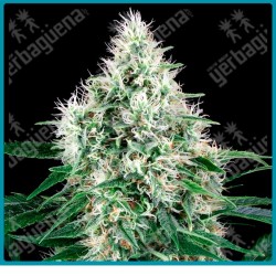 Pure power plant auto ( Pure power planta x ruderalis ) de White label