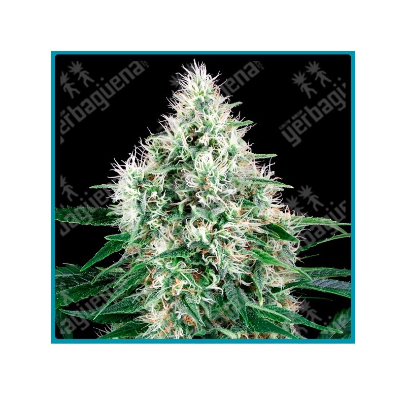 Pure power plant auto ( Pure power planta x ruderalis ) de White label
