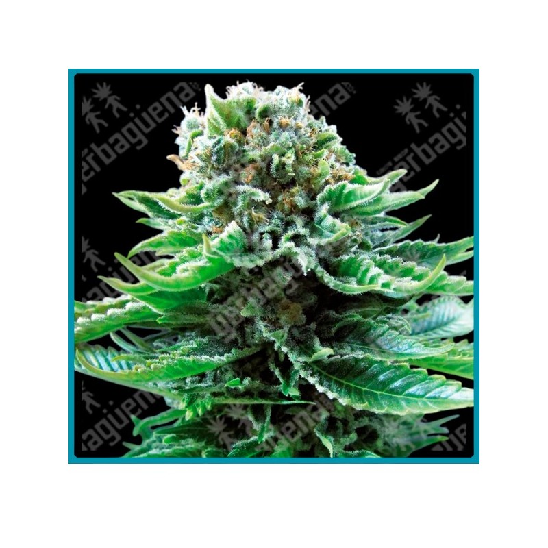 Northern lights auto de Sensi seeds