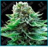Northern lights auto de Sensi seeds