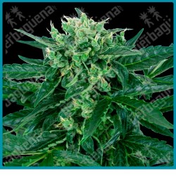 Sensi amnesia auto ( Jamaican Pearl x Hawaiian Indica x Afghani #1 x Ruderalis ) de Sensi seeds
