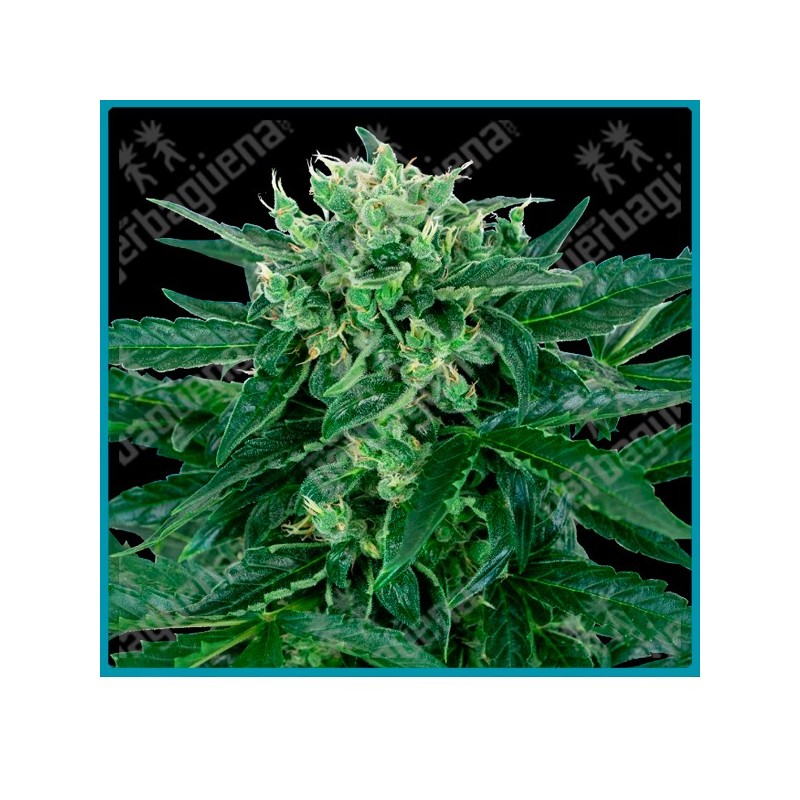 Sensi amnesia auto ( Jamaican Pearl x Hawaiian Indica x Afghani #1 x Ruderalis ) de Sensi seeds