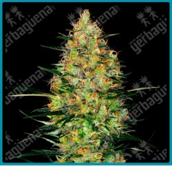 Caramellow kush auto ( Gorilla x Zkittles auto ) de Sensi seeds