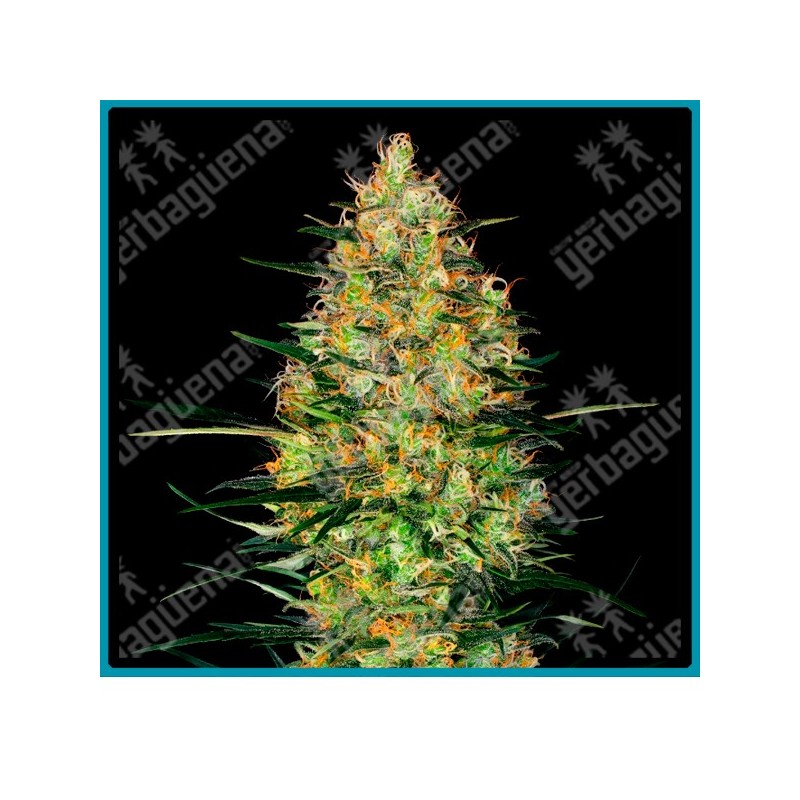 Caramellow kush auto ( Gorilla x Zkittles auto ) de Sensi seeds