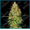 Caramellow kush auto ( Gorilla x Zkittles auto ) de Sensi seeds