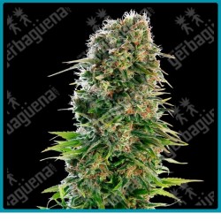 Hindu Kush Auto de Sensi seeds
