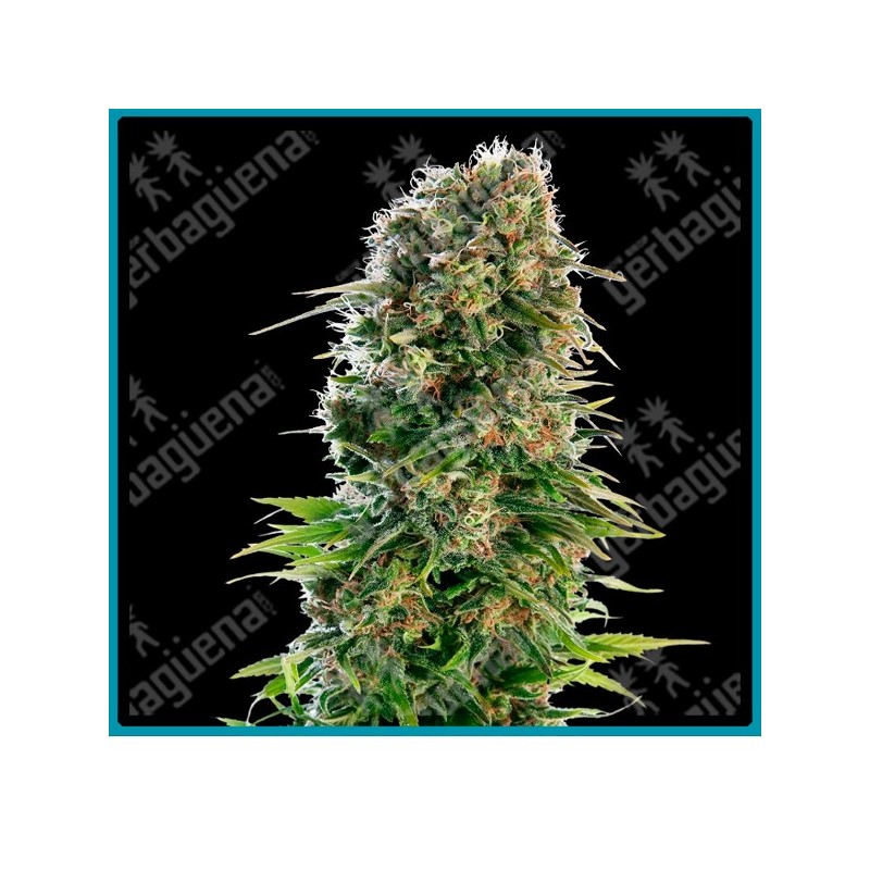 Hindu Kush Auto de Sensi seeds