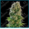 Hindu Kush Auto de Sensi seeds
