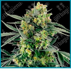 Blueberry candiez auto ( Blueberry x NL#5 x Skunk Kush x Durban ) de Sensi seeds