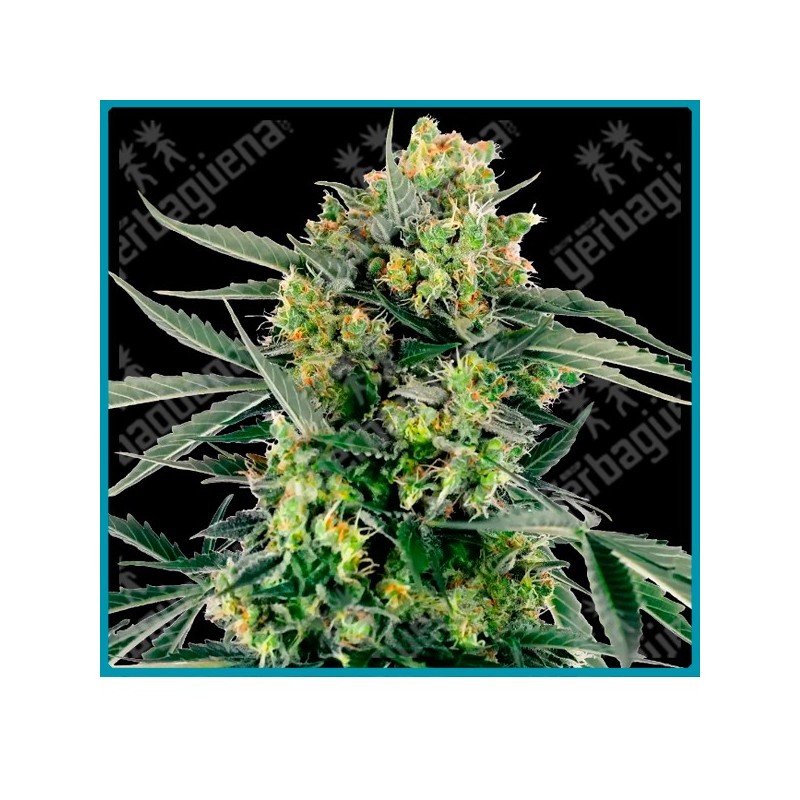 Blueberry candiez auto ( Blueberry x NL#5 x Skunk Kush x Durban ) de Sensi seeds