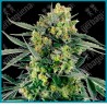 Blueberry candiez auto ( Blueberry x NL#5 x Skunk Kush x Durban ) de Sensi seeds