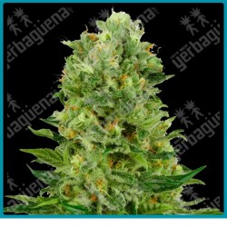 Skunk #1 auto ( Skunk #1 x Ruderalis ) de White label