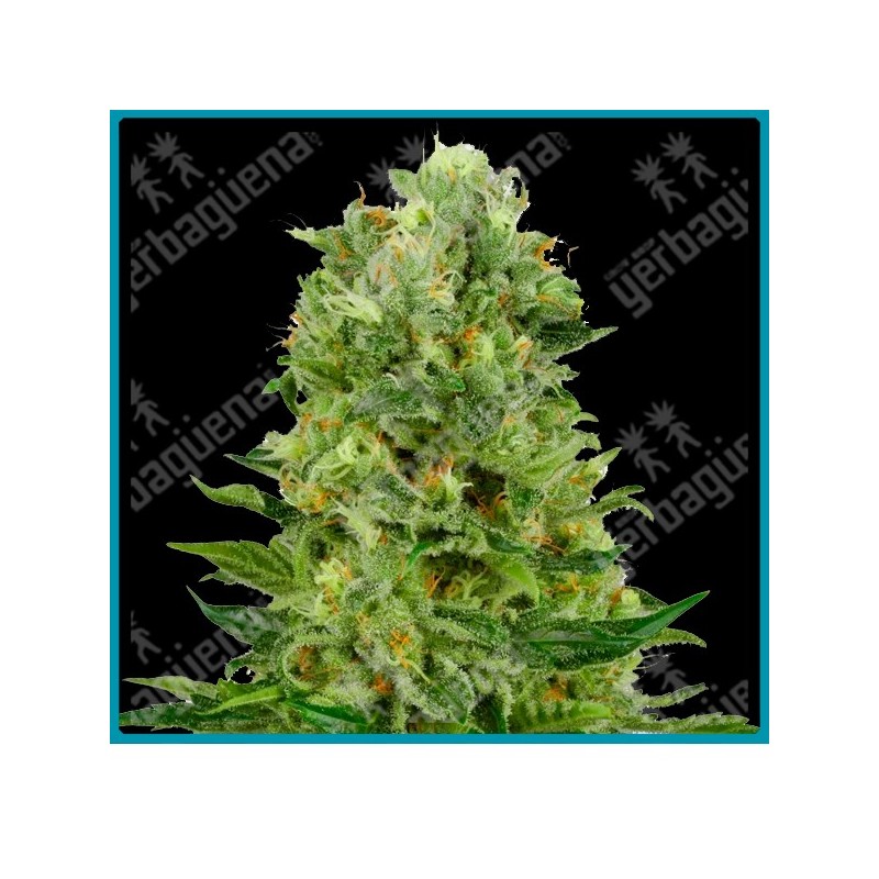Skunk #1 auto ( Skunk #1 x Ruderalis ) de White label
