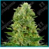 Skunk #1 auto ( Skunk #1 x Ruderalis ) de White label