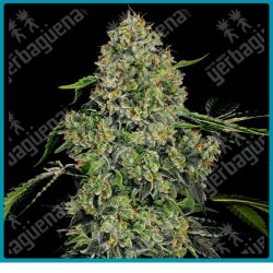 Og kush auto ( Lemon Thay x Chemdawg  x Pakistani Kush ) de White label