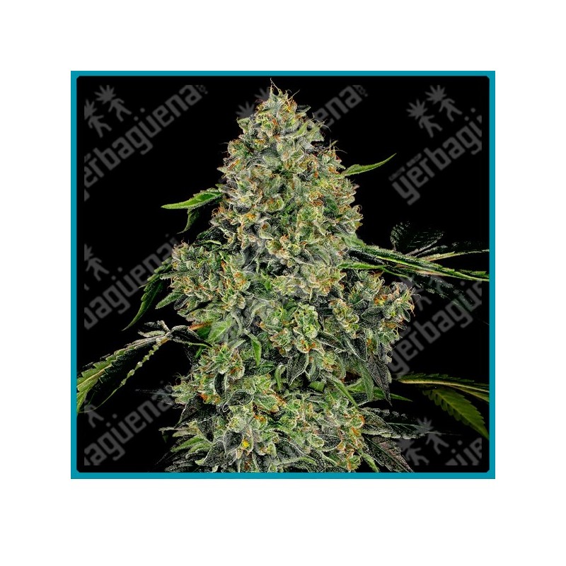 Og kush auto ( Lemon Thay x Chemdawg  x Pakistani Kush ) de White label