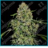 Og kush auto ( Lemon Thay x Chemdawg  x Pakistani Kush ) de White label
