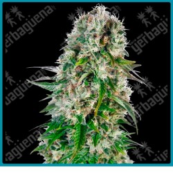 Big bud auto de Sensi seeds