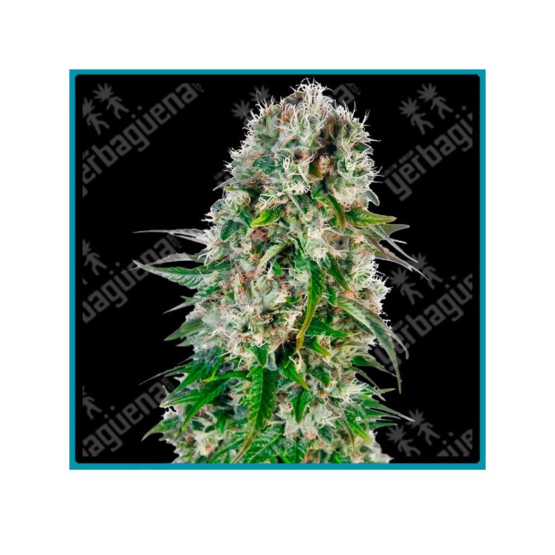 Big bud auto de Sensi seeds