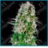 Big bud auto de Sensi seeds