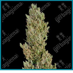 Sensi supreme jack auto ( Jack Herer x Cinderella Jack x Northern Lights ) de Sensi seeds