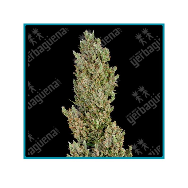 Sensi supreme jack auto ( Jack Herer x Cinderella Jack x Northern Lights ) de Sensi seeds