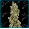 Sensi supreme jack auto ( Jack Herer x Cinderella Jack x Northern Lights ) de Sensi seeds