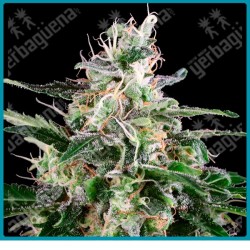 White skunk auto de White label