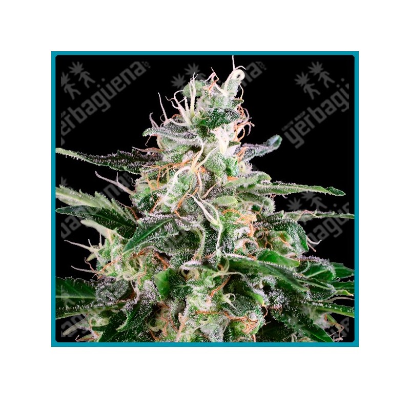 White skunk auto de White label