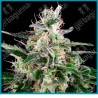White skunk auto de White label