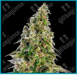 Afghani #1 auto de Sensi seeds