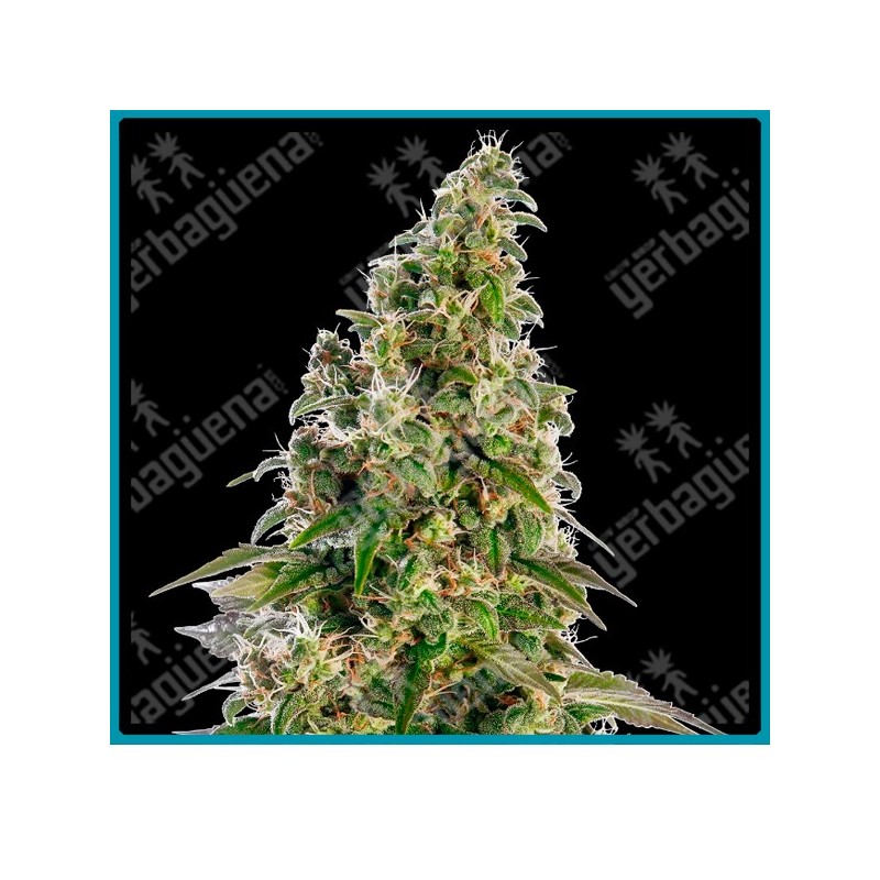 Afghani #1 auto de Sensi seeds