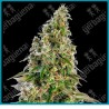 Afghani #1 auto de Sensi seeds