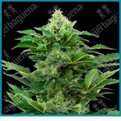 Afghan pearl cbd auto ( Afghani x Jamaican Pearl x Hindu Kush CBD ) de Sensi seeds