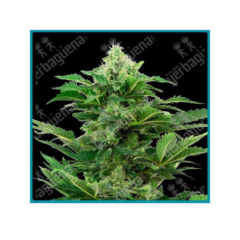 Afghan pearl cbd auto ( Afghani x Jamaican Pearl x Hindu Kush CBD ) de Sensi seeds