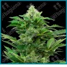 Afghan pearl cbd auto ( Afghani x Jamaican Pearl x Hindu Kush CBD ) de Sensi seeds