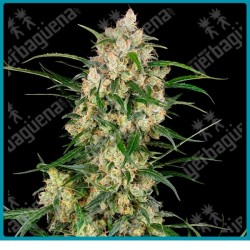 Sensi supreme Oak auto ( Jack Herer x Shiva Skunk ) x ( NL#5 x Haze x Skunk #1 ) de Sensi seeds