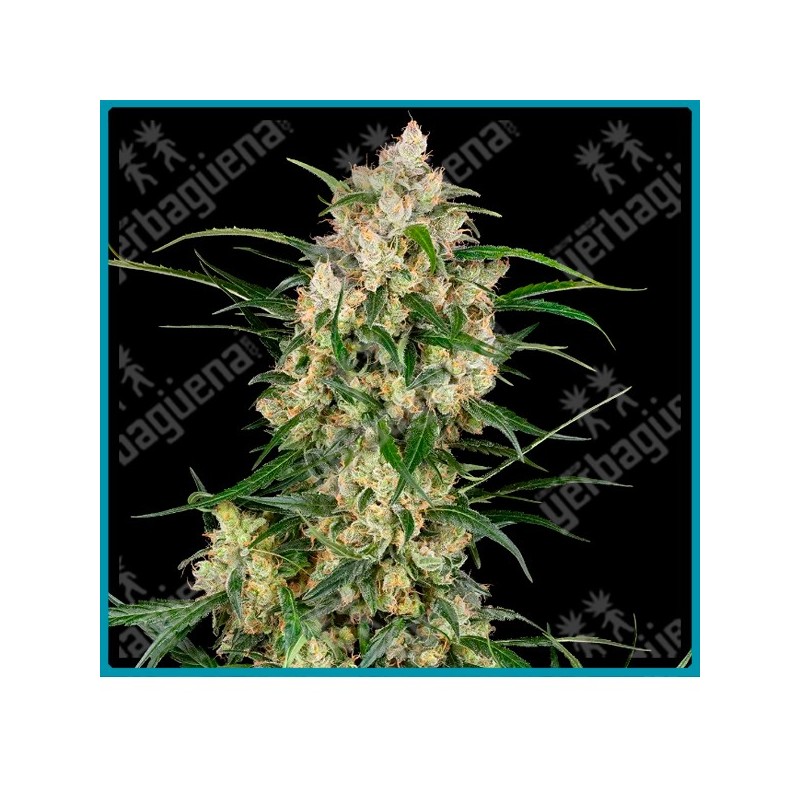 Sensi supreme Oak auto ( Jack Herer x Shiva Skunk ) x ( NL#5 x Haze x Skunk #1 ) de Sensi seeds