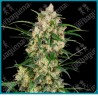 Sensi supreme Oak auto ( Jack Herer x Shiva Skunk ) x ( NL#5 x Haze x Skunk #1 ) de Sensi seeds