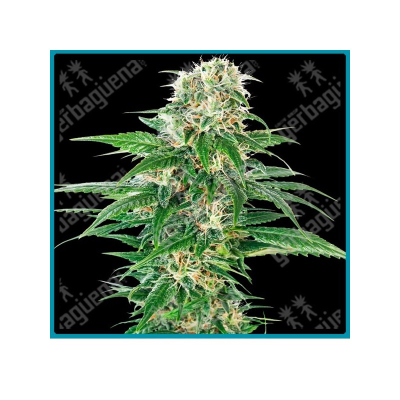 Early skunk auto ( Early pearl x Skunk #1 x Ruderalis ) de Sensi seeds