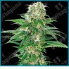 Early skunk auto ( Early pearl x Skunk #1 x Ruderalis ) de Sensi seeds