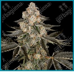 Sauvignon blanc auto ( Thin Mint x Frosted Zinn ) de Sensi seeds