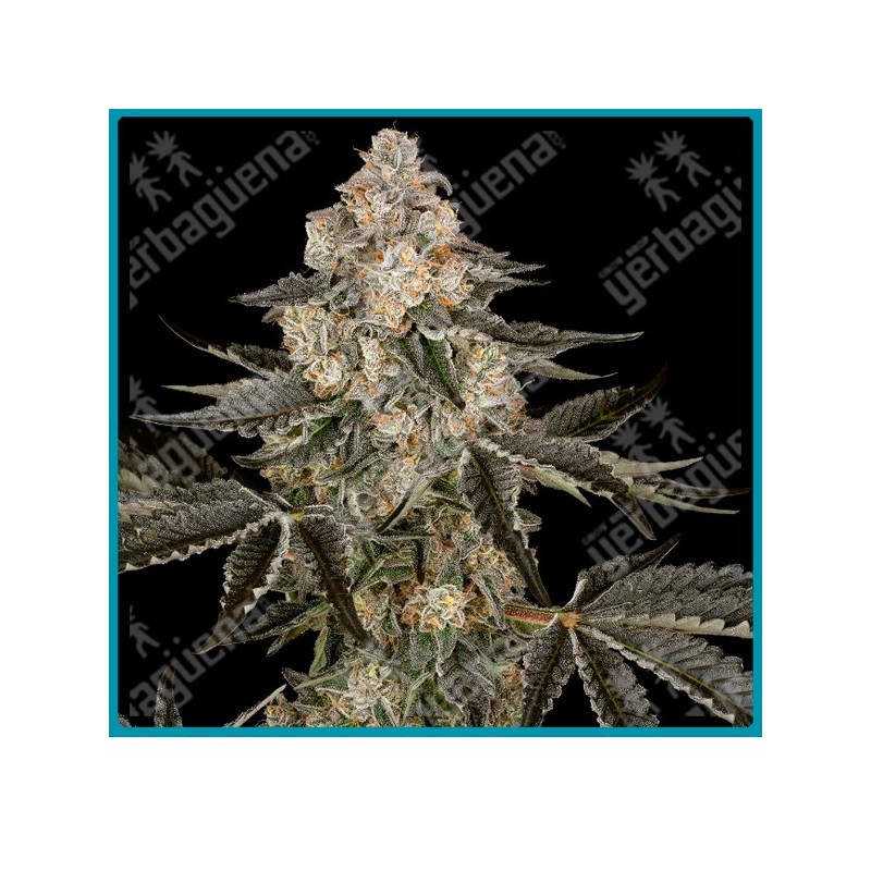 Sauvignon blanc auto ( Thin Mint x Frosted Zinn ) de Sensi seeds