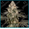 Sauvignon blanc auto ( Thin Mint x Frosted Zinn ) de Sensi seeds