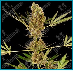 Alpine delight cbd auto ( Swiss dream x Skunk #1 x Ruderalis ) de Sensi seeds