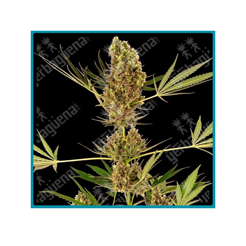 Alpine delight cbd auto ( Swiss dream x Skunk #1 x Ruderalis ) de Sensi seeds