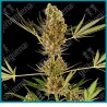 Alpine delight cbd auto ( Swiss dream x Skunk #1 x Ruderalis ) de Sensi seeds