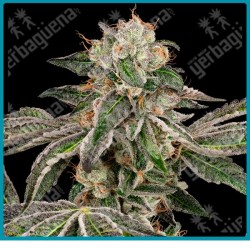 Runtz auto ( Zkittlez x Gelato x Ruderalis ) de White label